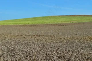 小麦，农业，耕种，面包，食品
