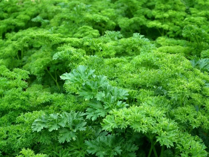 欧芹，调味料，绿党，沙拉，绿色，叶子，食品