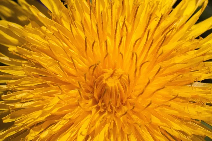 普通蒲公英，蒲公英，花，蒲公英