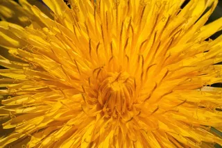 普通蒲公英，蒲公英，花，蒲公英