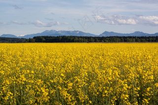 油菜，农业生产，黄色，田间