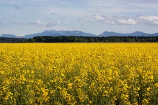 油菜，农业生产，黄色，田间