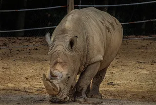 白犀牛，白犀牛，犀牛，犀牛