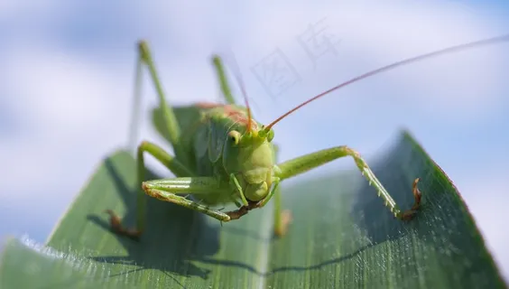 Viridissima,蚱hopper,宏,关闭,绿色 Viridissima,蚱hopper,宏,关闭,绿色