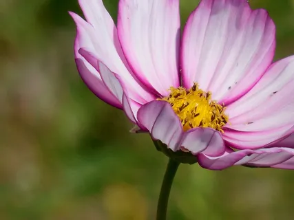 花,宇宙,植物,花园,夏天,性质,绿色 花,宇宙,植物,花园,夏天,性质,绿色