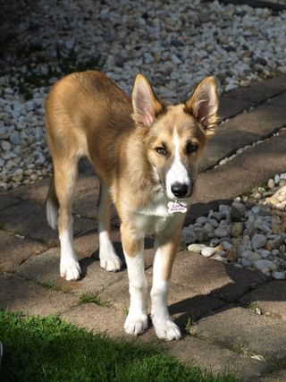 狗，宠物，布朗，动物肖像，年轻的狗，四足