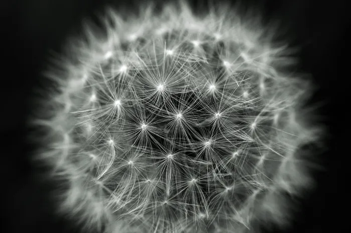 蒲公英，蒲公英，灯光效果，绒毛，自然