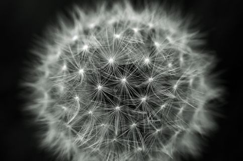 蒲公英，蒲公英，灯光效果，绒毛，自然