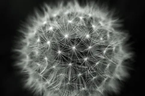 蒲公英，蒲公英，灯光效果，绒毛，自然