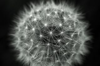 蒲公英，蒲公英，灯光效果，绒毛，自然