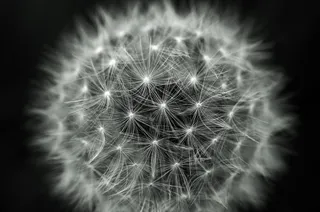 蒲公英，蒲公英，灯光效果，绒毛，自然