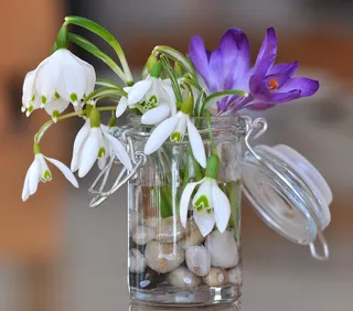 雪花莲，山谷的百合花，番红花，鲜花，白