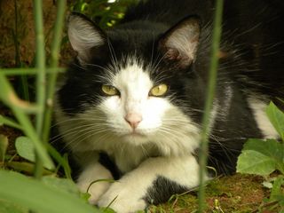 猫，黄色的眼睛，眼睛，猫的，猫脸