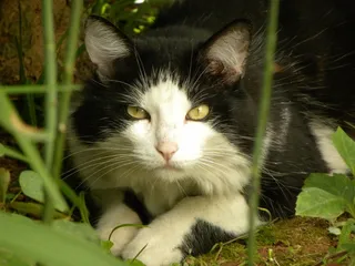 猫，黄色的眼睛，眼睛，猫的，猫脸