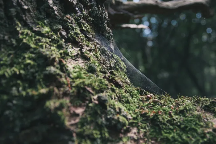 树,石头,地衣,森林浴,风景,自然森林苔藓模糊