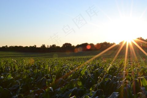 玉米，田野，农业，植物，作物，农业，收获