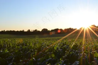 玉米，田野，农业，植物，作物，农业，收获