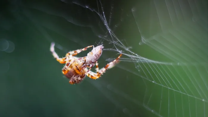 蜘蛛，网络，猎物，关闭，蜘蛛，蜘蛛网，自然