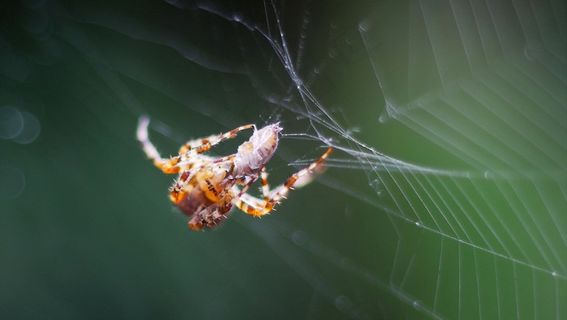 蜘蛛，网络，猎物，关闭，蜘蛛，蜘蛛网，自然