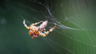 蜘蛛，网络，猎物，关闭，蜘蛛，蜘蛛网，自然
