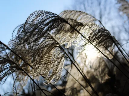 芦苇，太阳，天空，蓝色，自然，景观，心情