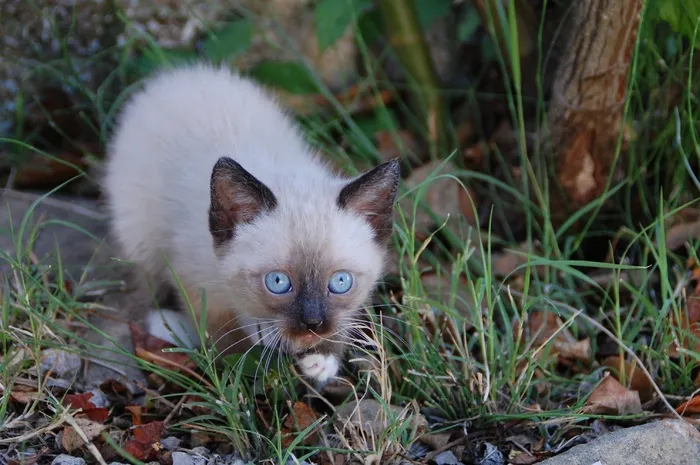 猫，小猫，动物