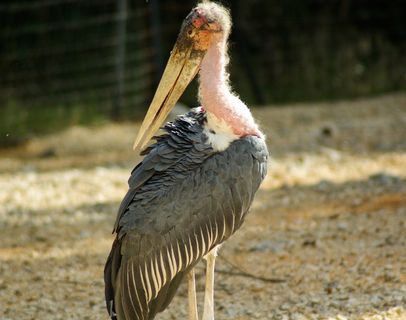 鸟，鹳，喙，涉禽