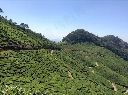 茶，人工林，自然，绿色，场，农村，景观
