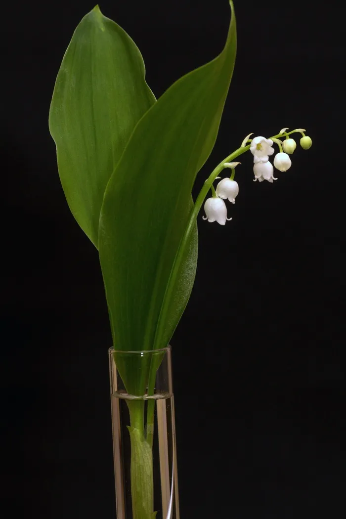 山谷的百合花，铃兰，春天，白色