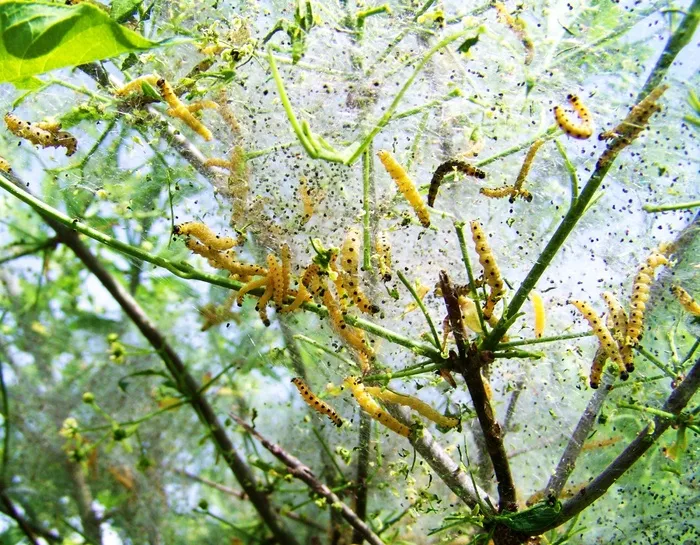 毛毛虫，昆虫，自然