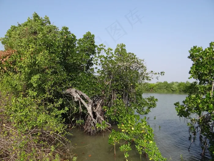 红树林，植被，河口，死水