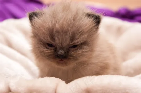 猫宝贝,波斯人,猫,婴儿 猫宝贝,波斯人,猫,婴儿