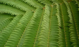 叶子，绿色，蔬菜，树，草，向后