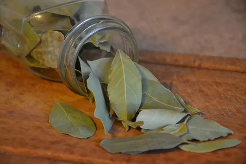 月桂树，月桂叶，香料，厨房，香料，植物，食品