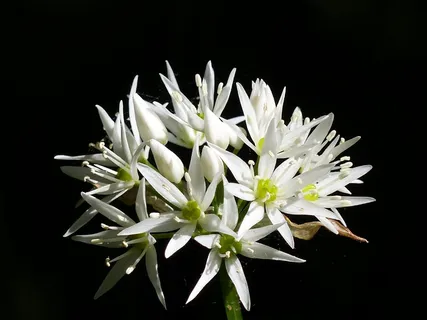 野生大蒜,花,春天 野生大蒜,花,春天