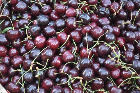 樱桃，水果，维生素，夏天，增长，收获