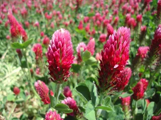 三叶草，花，红色，草地，植物，三叶草