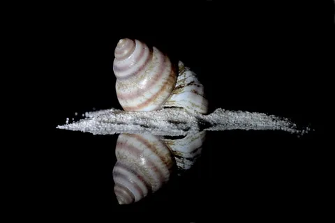 蜗牛,海蜗牛,房屋,记忆,假期,装饰 蜗牛,海蜗牛,房屋,记忆,假期,装饰