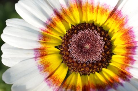 开花,花,花,植物,鲜花,紫,黄色 开花,花,花,植物,鲜花,紫,黄色