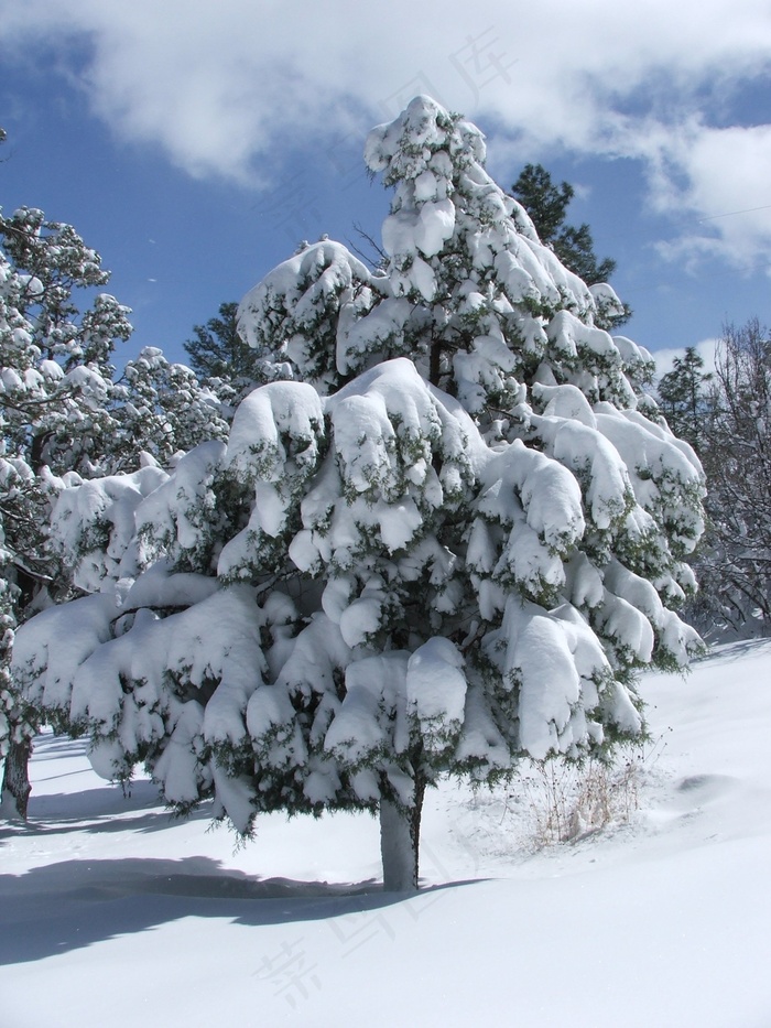 树，松树，雪，冬天，松，性质，木材