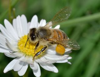 昆虫，膜翅目，蜜蜂，蜜蜂