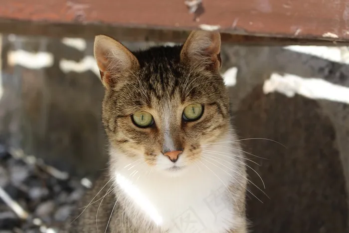 猫，猫脸，可爱，小猫，猫的，基蒂，毛茸茸，宠物