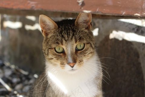 猫，猫脸，可爱，小猫，猫的，基蒂，毛茸茸，宠物