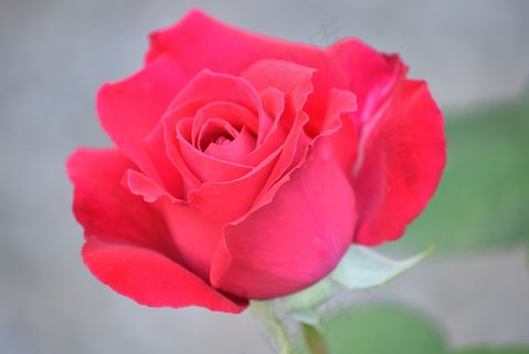 春天，罗莎，花园，鲜花，花瓣，盛开，红色