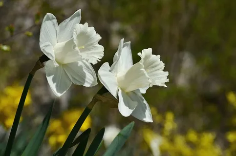 水仙花,白色,花,花瓣,花的,花园 水仙花,白色,花,花瓣,花的,花园