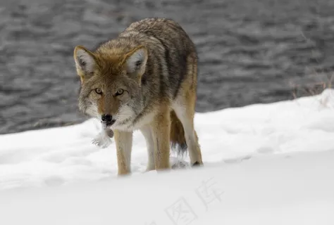 土狼，野生动物，自然，公园，拓荒，犬，捕食者