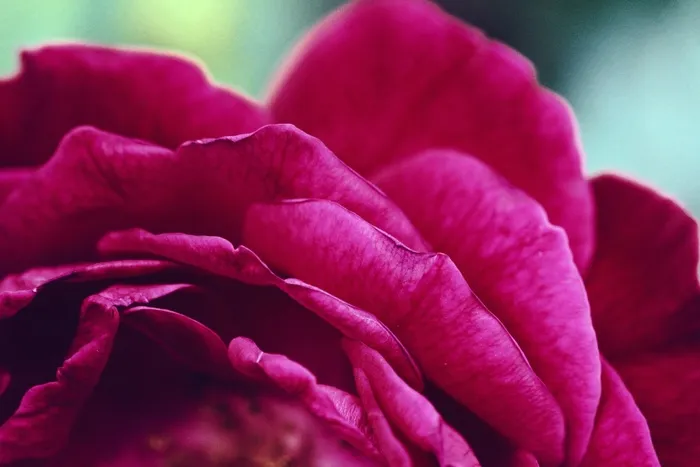 玫瑰，粉红色，花，花瓣，爱情，浪漫，开花