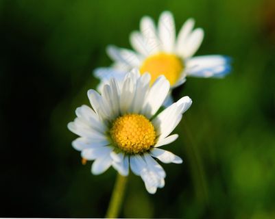 花，开花，雏菊，关闭，美丽