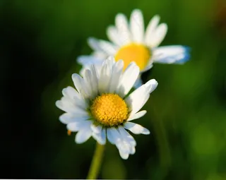 花，开花，雏菊，关闭，美丽