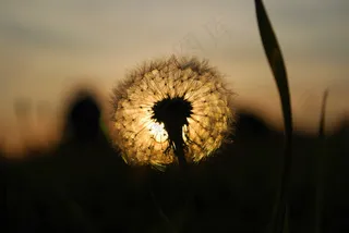 蒲公英，西，太阳